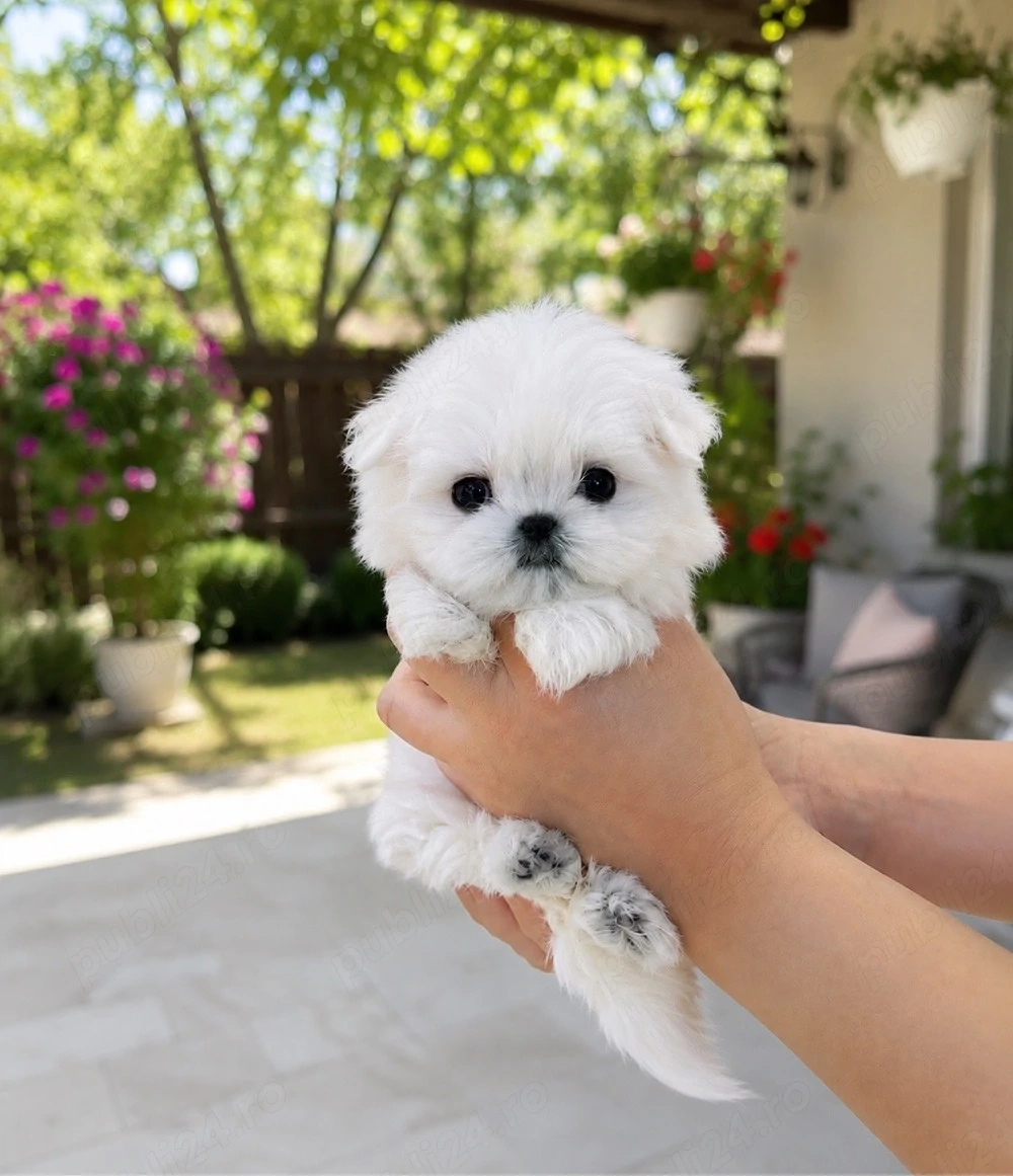 Bichon maltez mini toy 