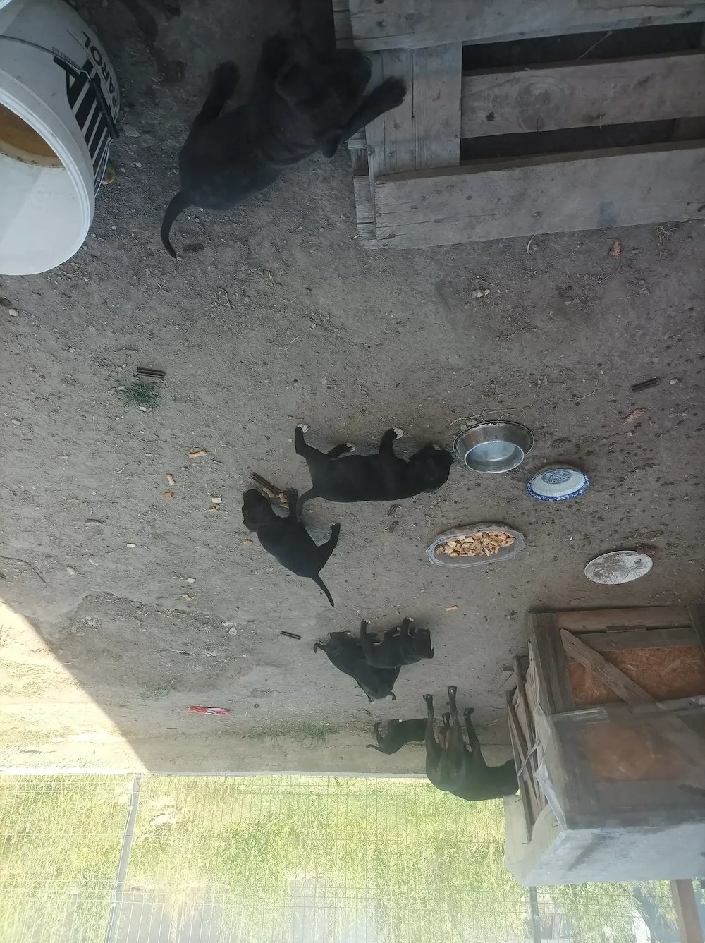 Căței Amstaff 8 saptamani