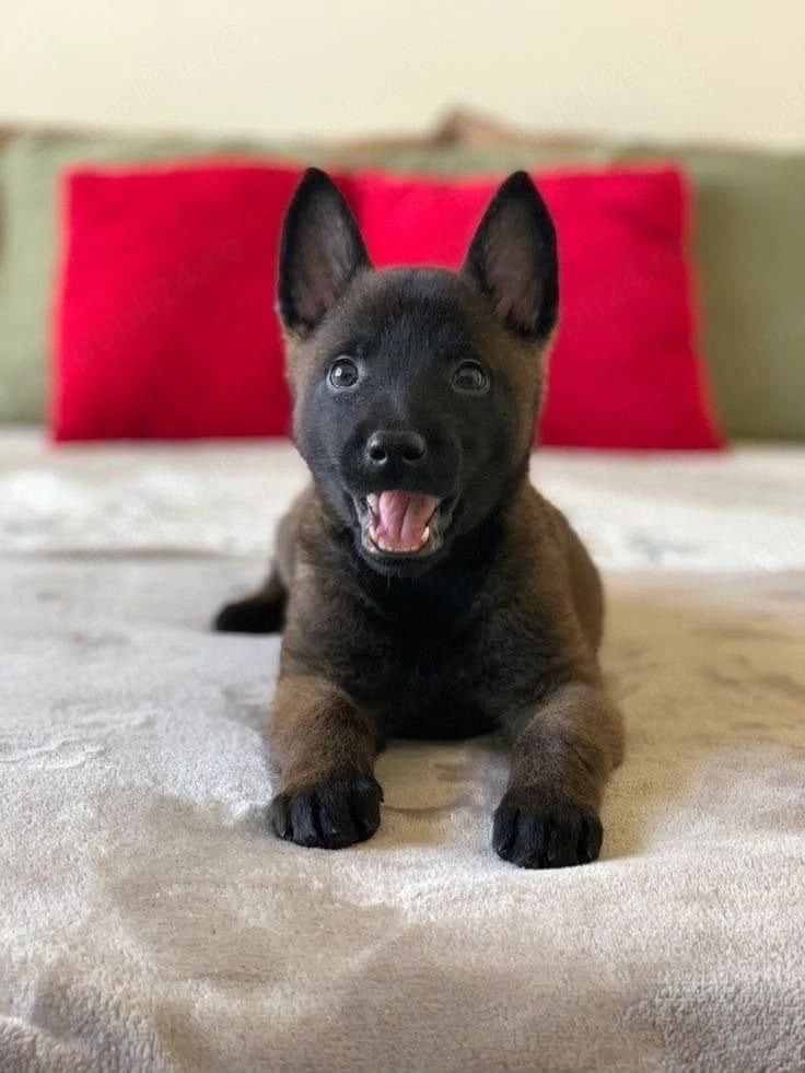 Ciobanesc Belgian Malinois - Mascul   Femela, 8 saptamani, carnet de sanatate
