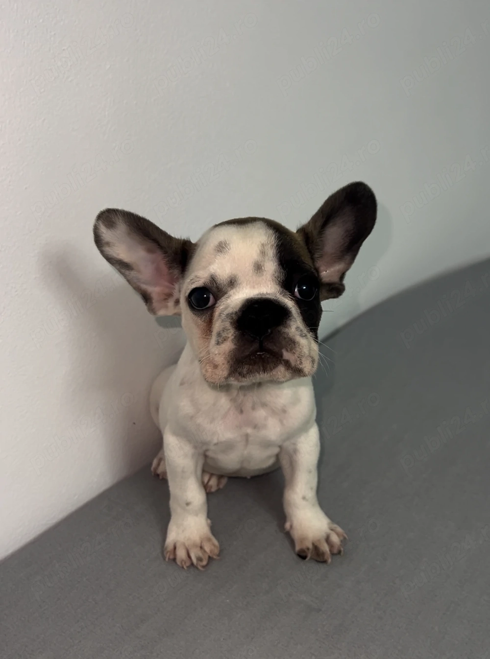 Pui bulldog băiat buldog francez 