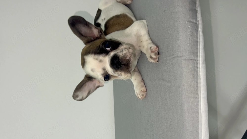 Băiețel de Bulldog francez 