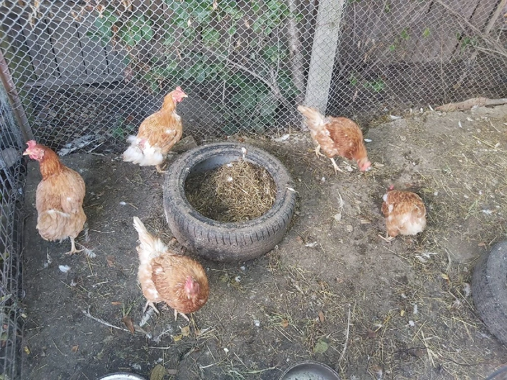 vând cinci găini 