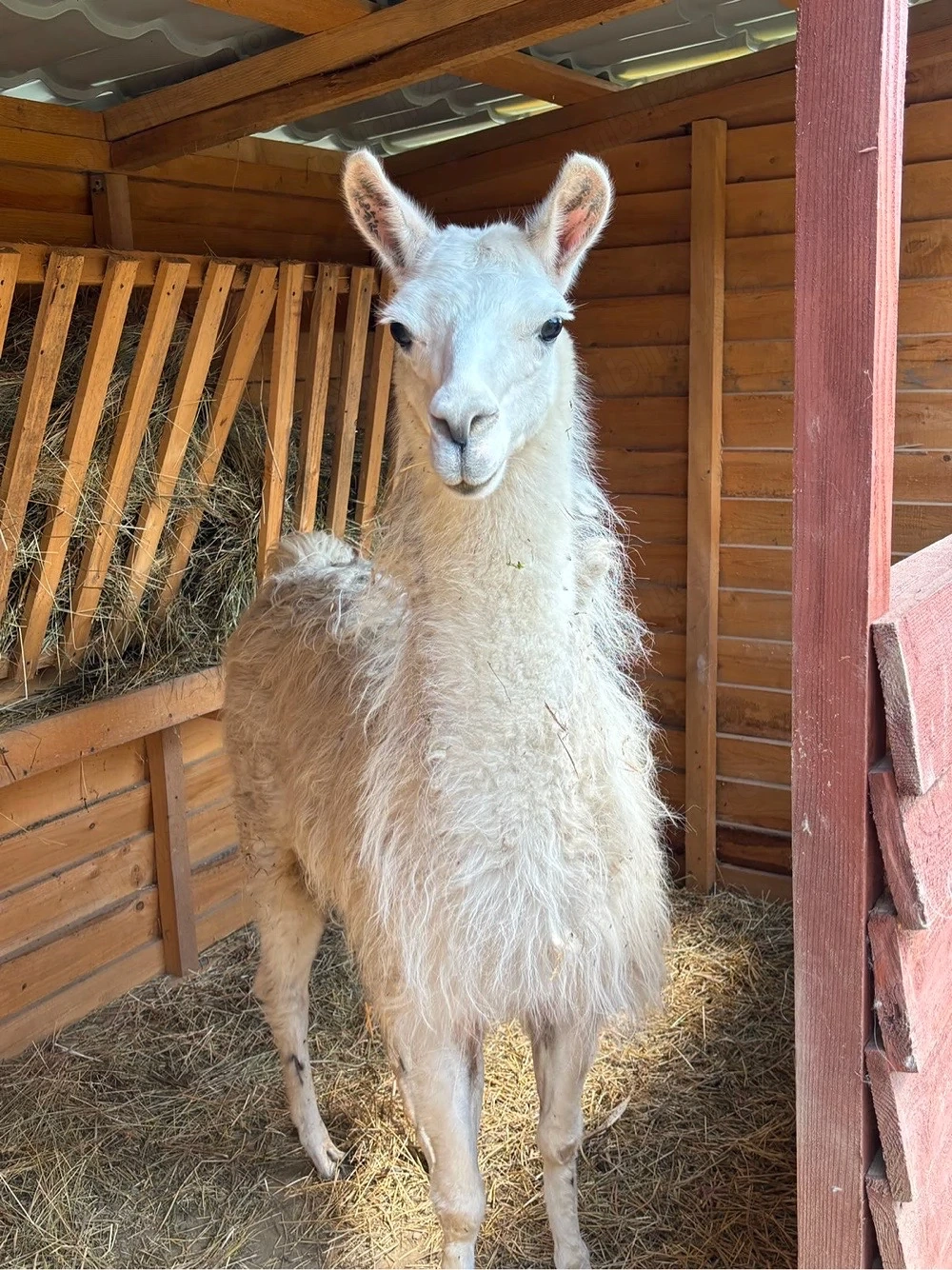 Mascul Lama