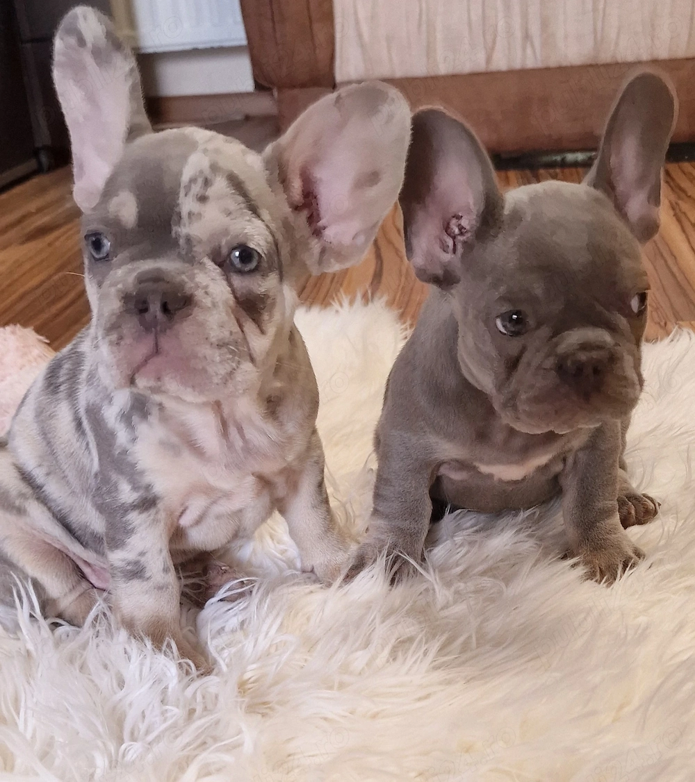Bulldog francez cu Pedigree