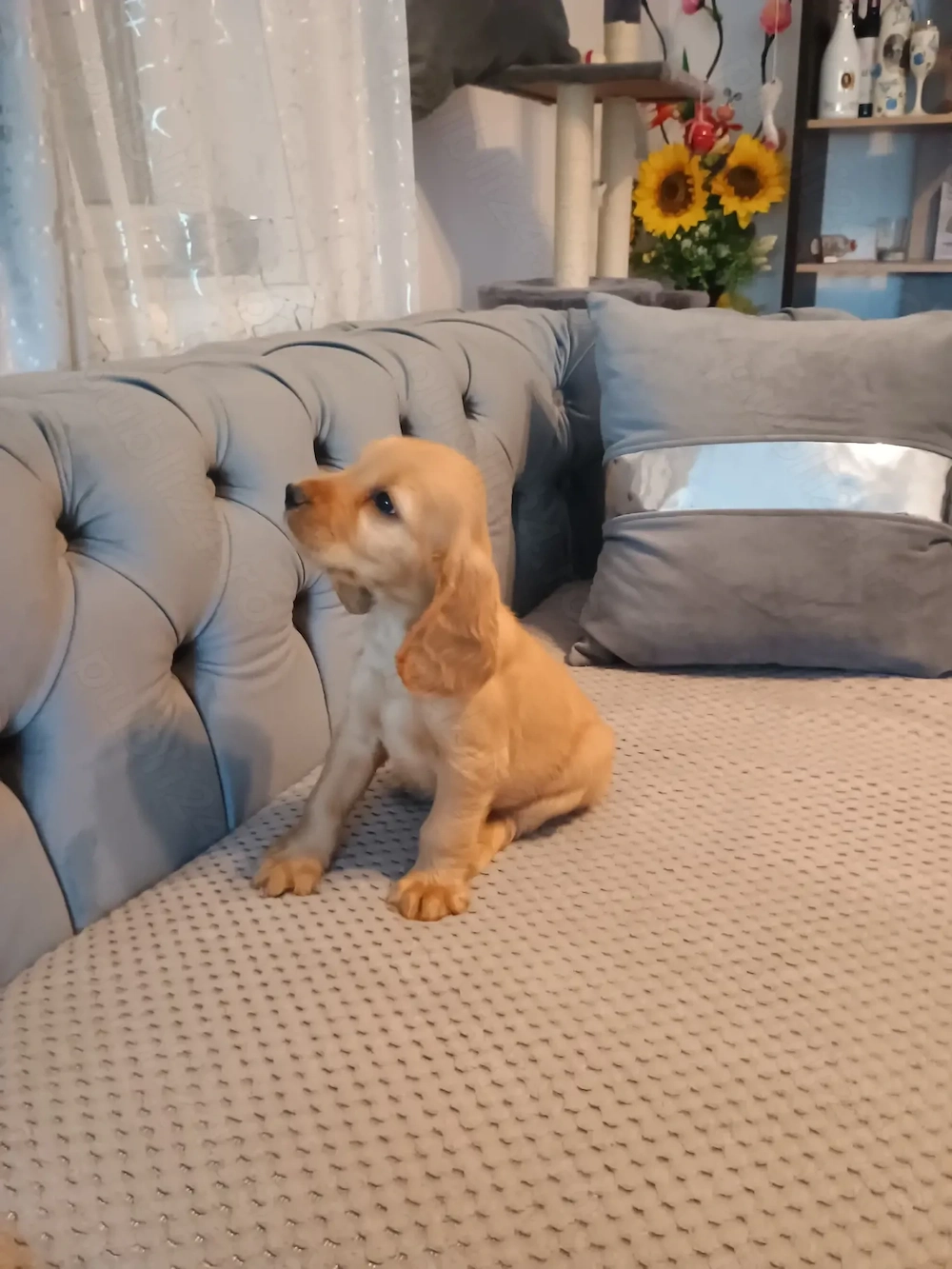 Pui de cocker spaniel de rasă pură 