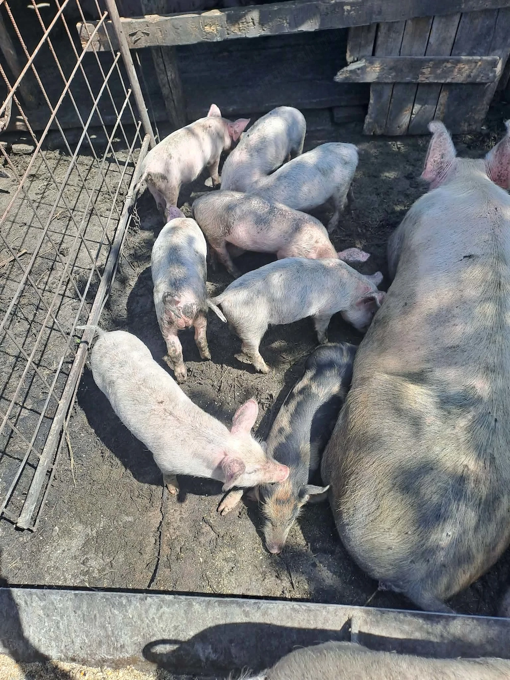 Purcei  de vanzare 