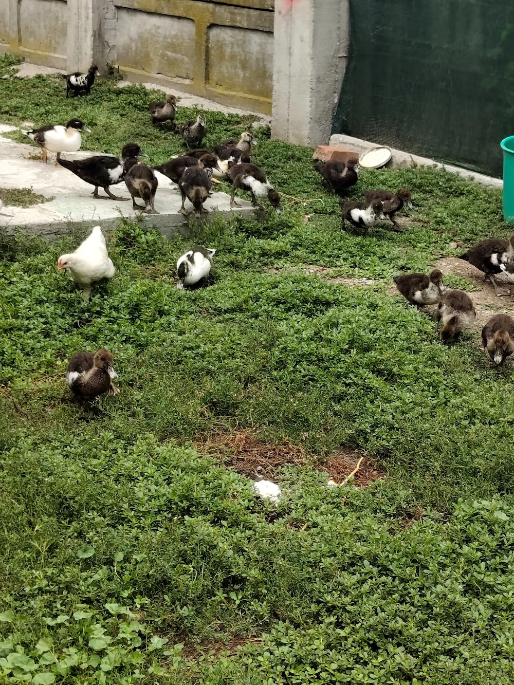 Vand boboci de rata leseasca
