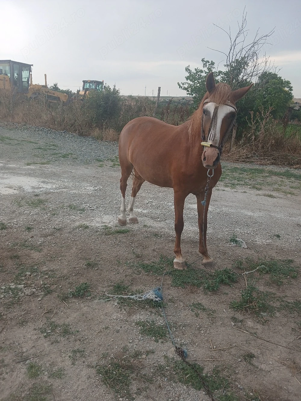 iapă de vânzare 