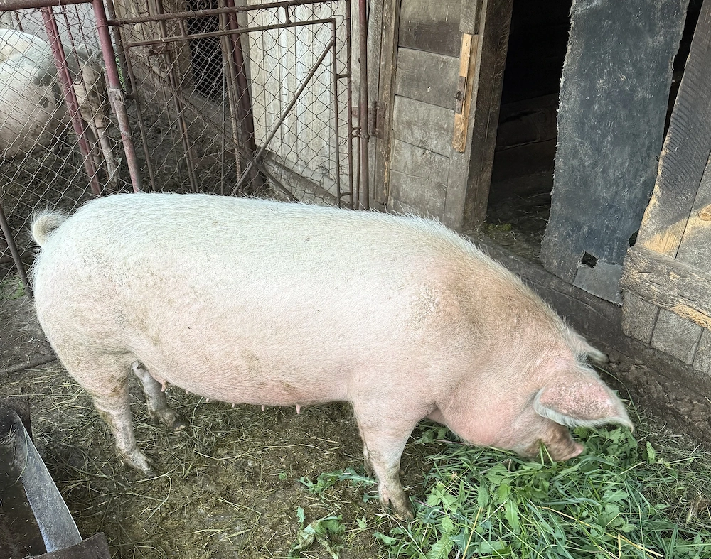 Porc pentru sacrificat 