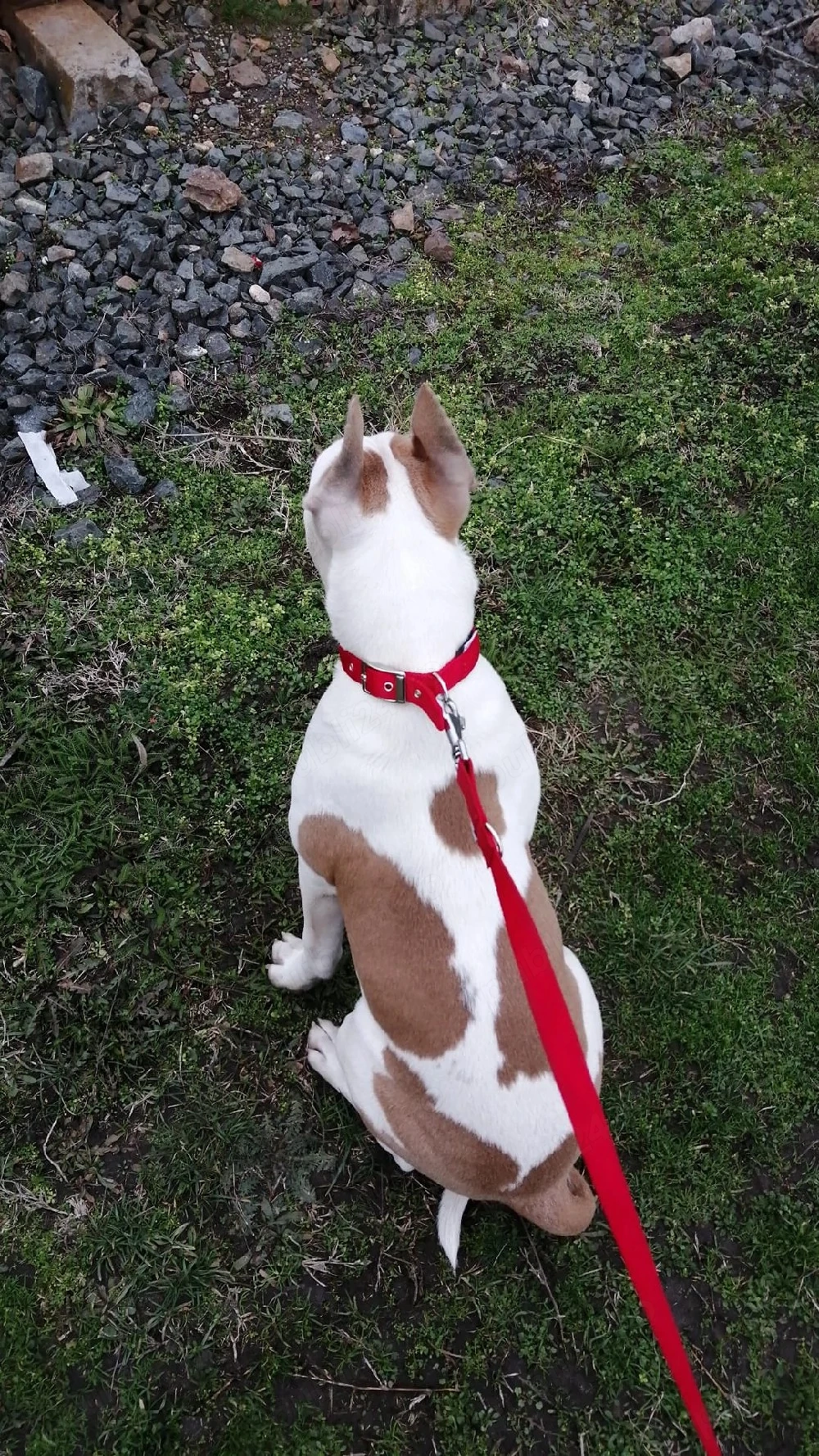Câine Amstaff