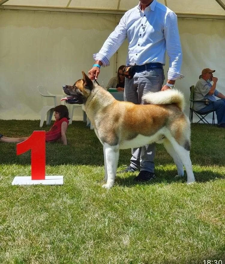  Pui mascul akita american 