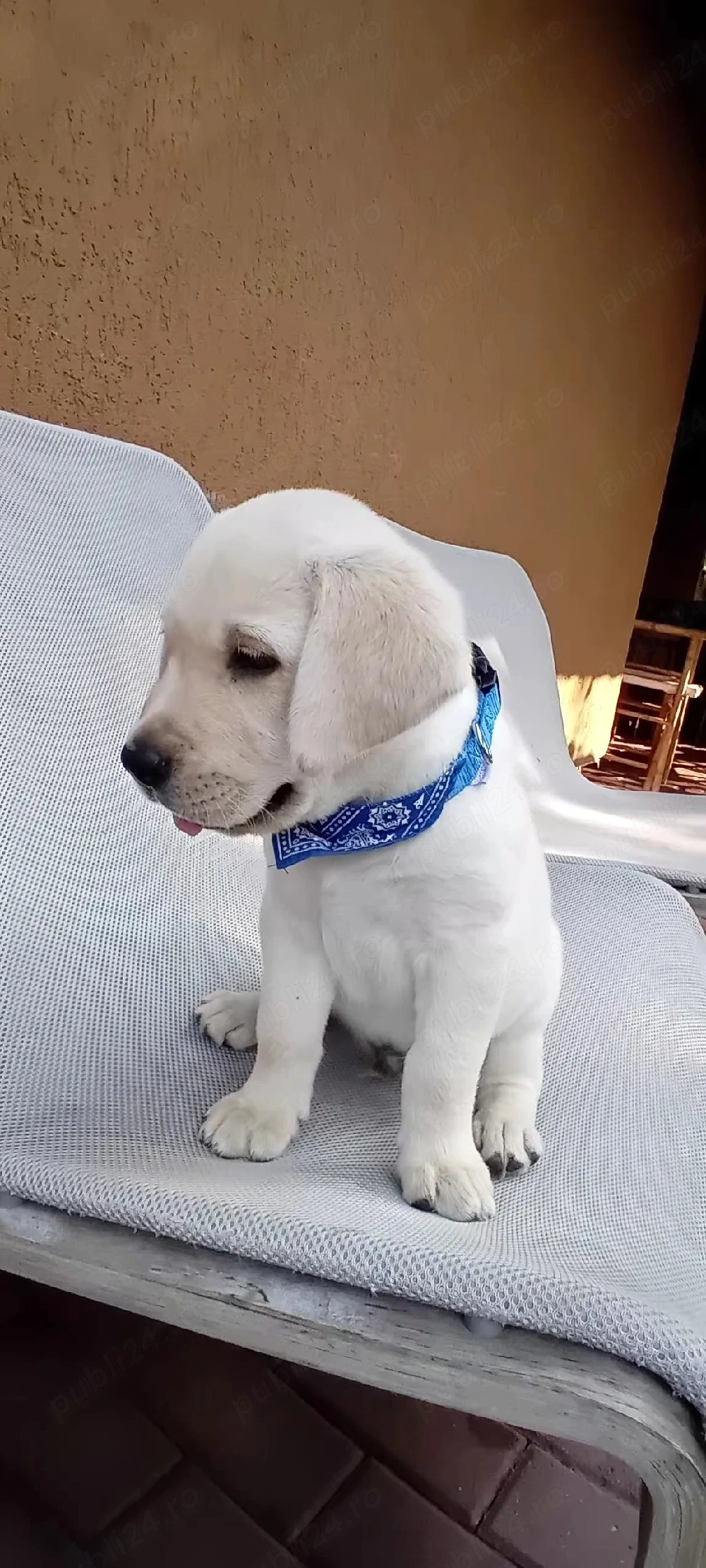 Labrador    .