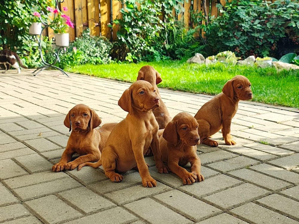 Vizsla visza vijla Maghiar 