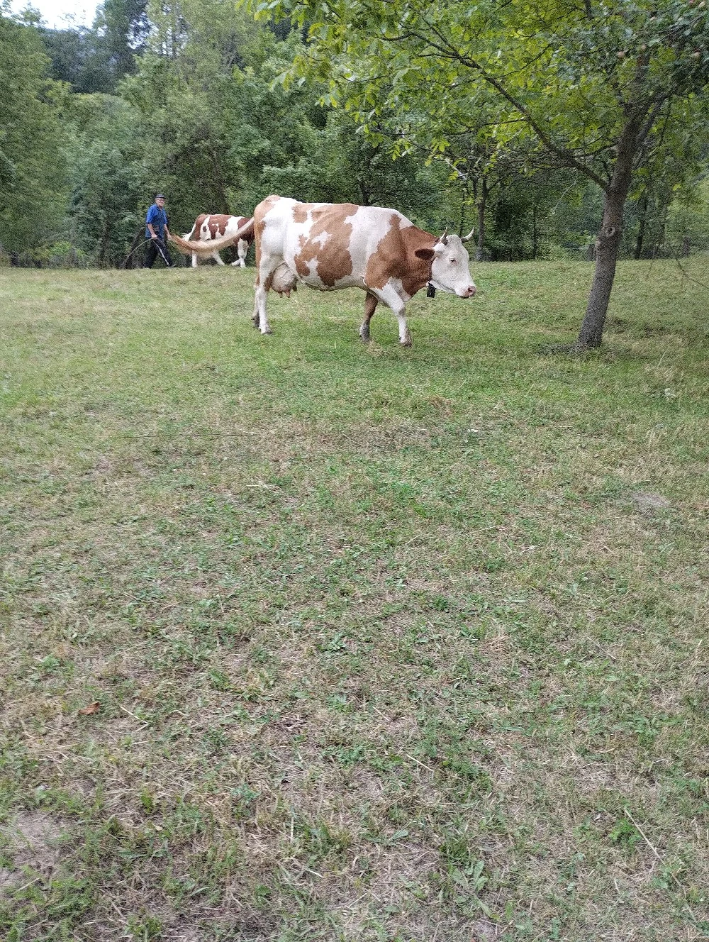 Vând vacă bălțată românească 
