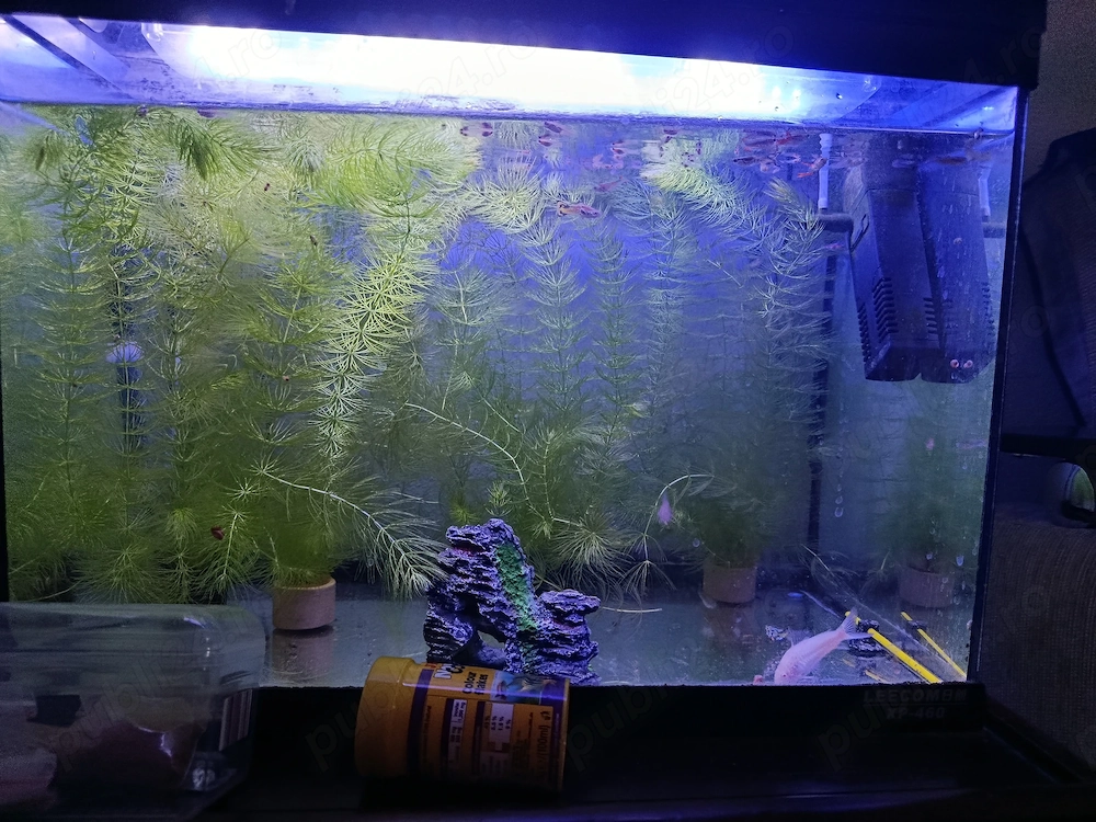 vand acvariu 45 litri