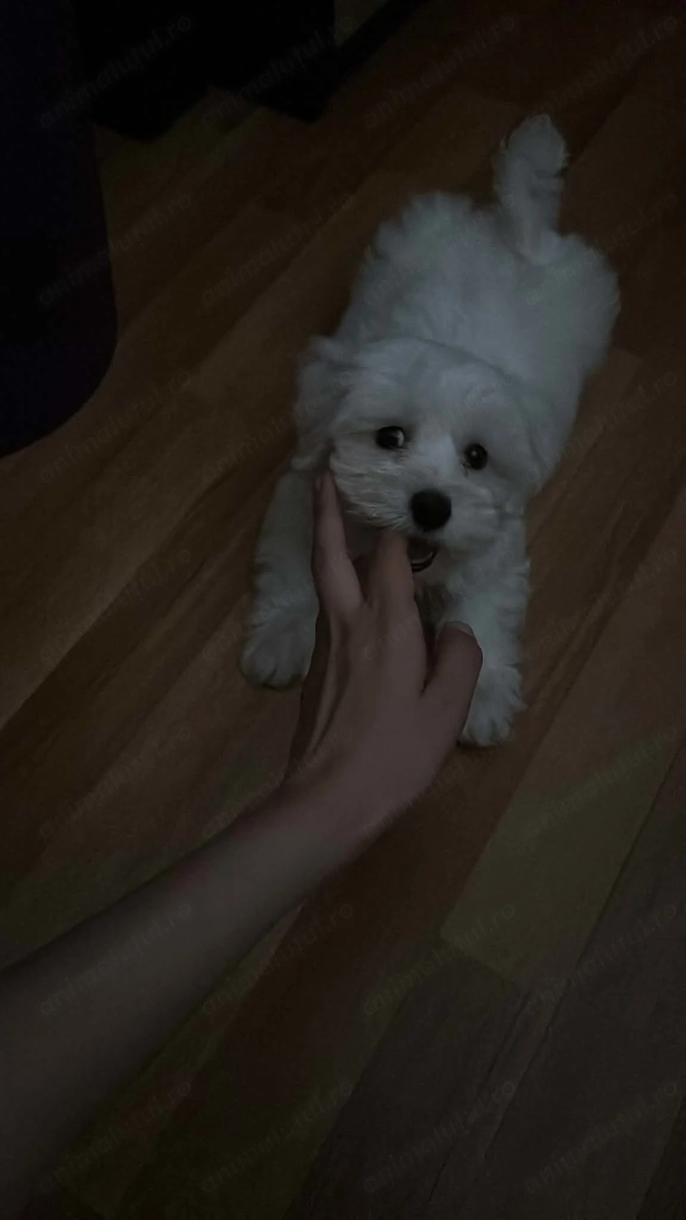 Pui Bichon alb își caută o familie iubitoare