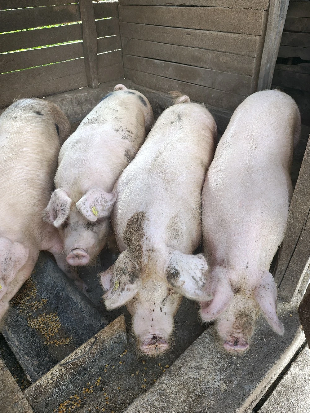 Vând porci
