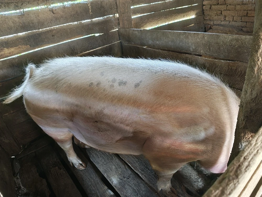 vând porc 