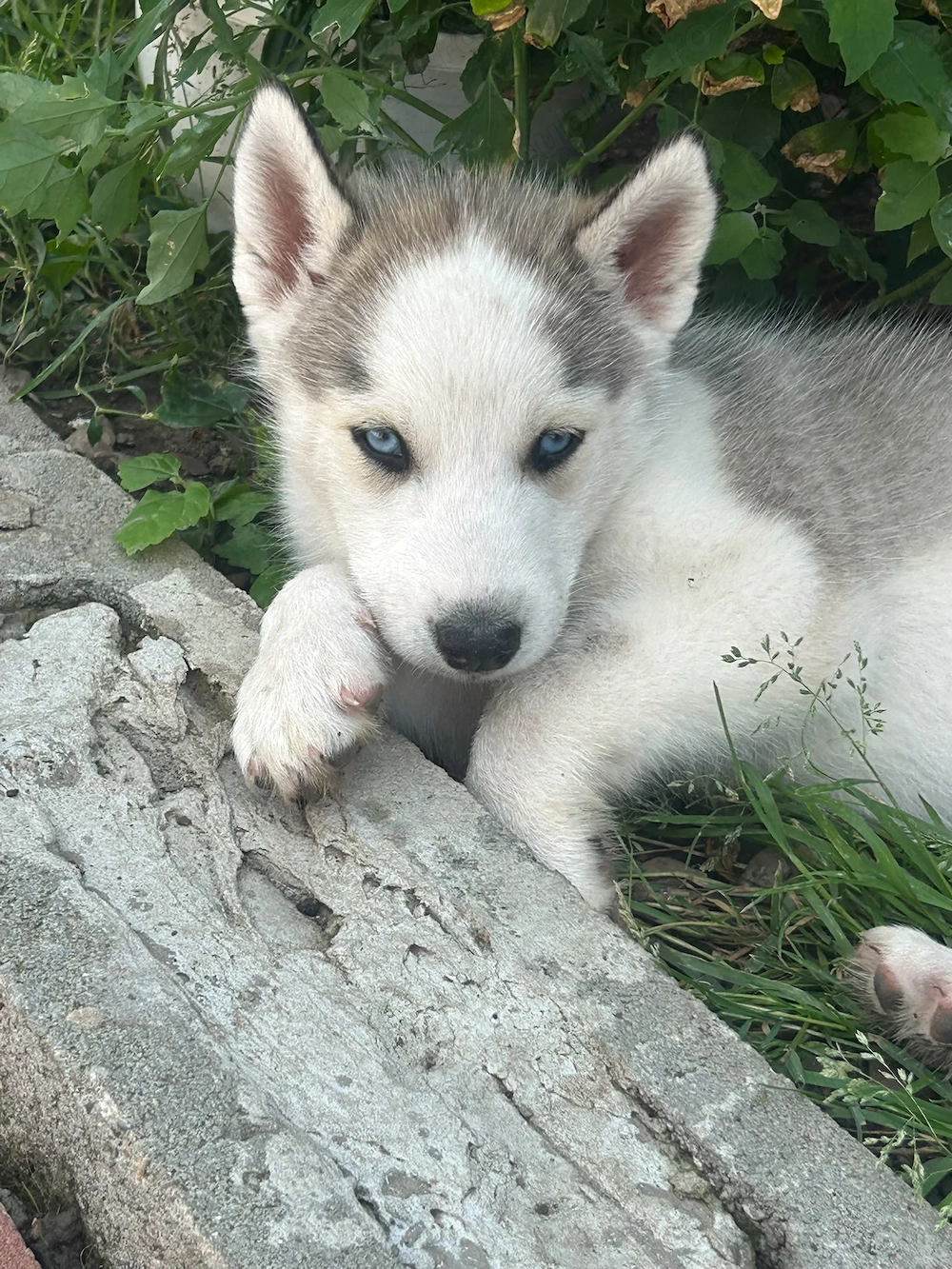 Vând 5 pui Husky Siberian 