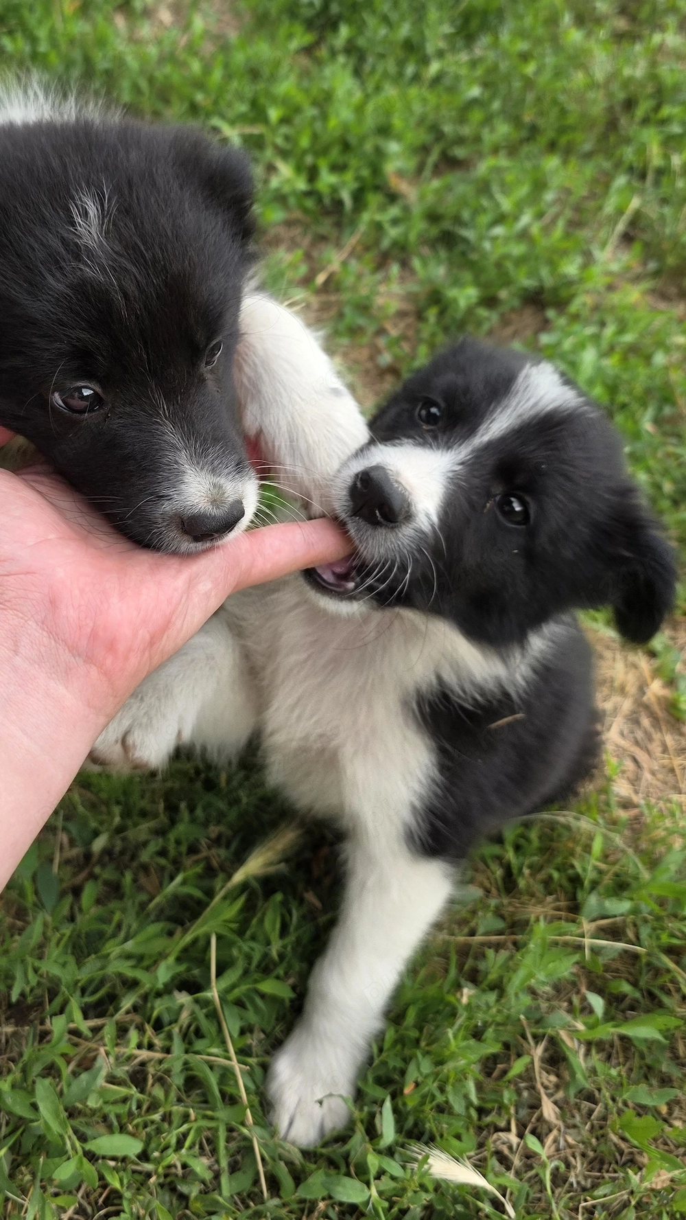 Pui Border Collie Alb cu Negru