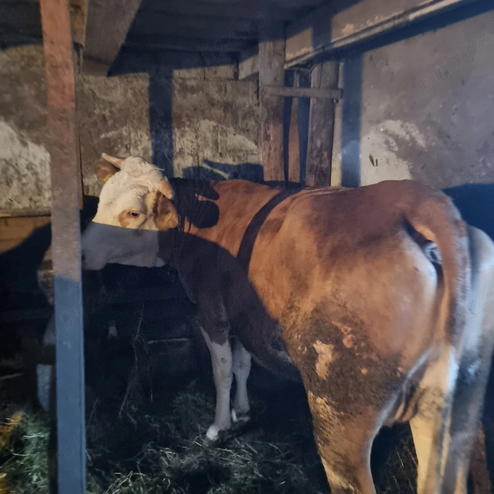 vind vacă bălțată 