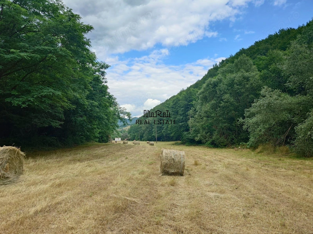 Un colt de natura intre padure si parau