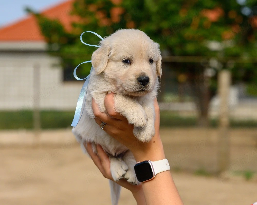 Vand pui Golden Retriever 