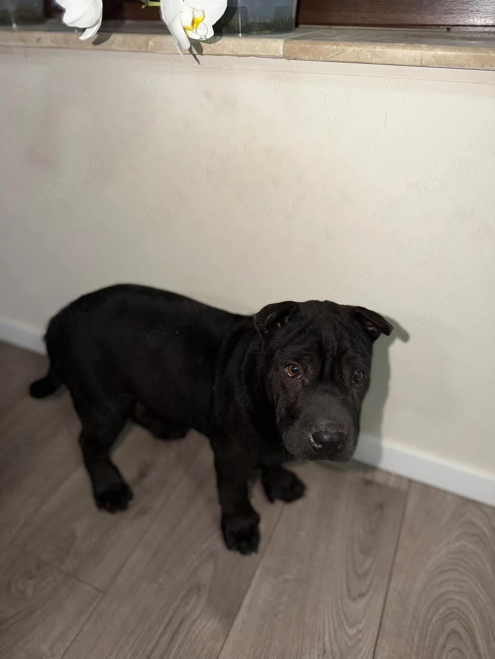 Cățel Sharpei