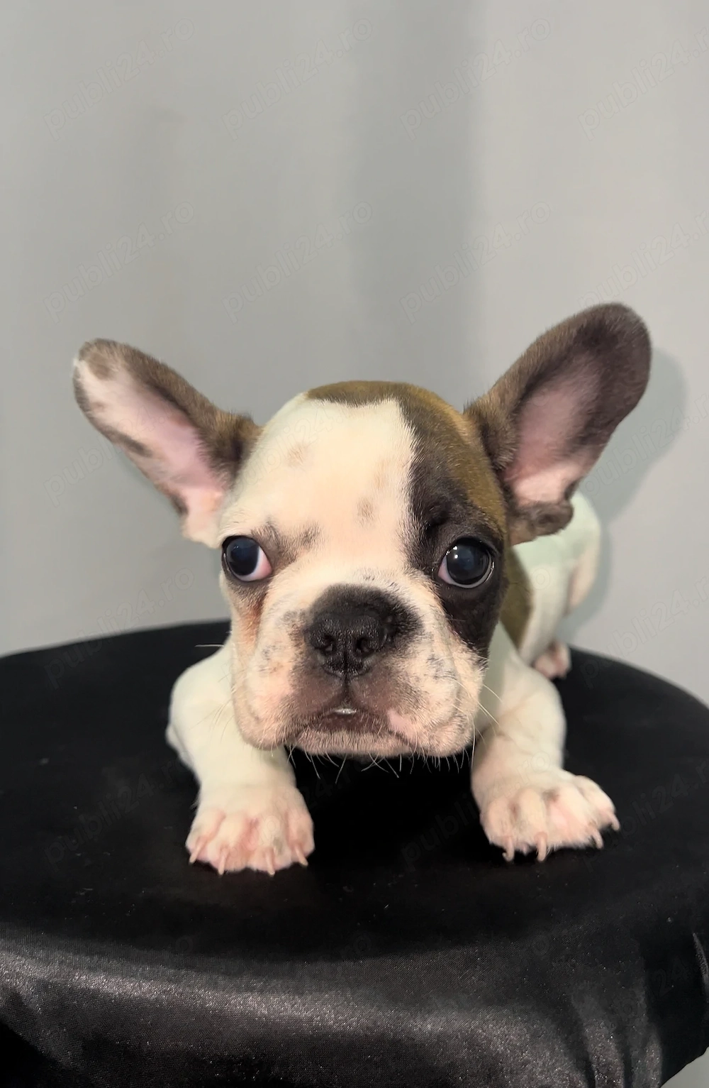 Bulldog francez buldog 