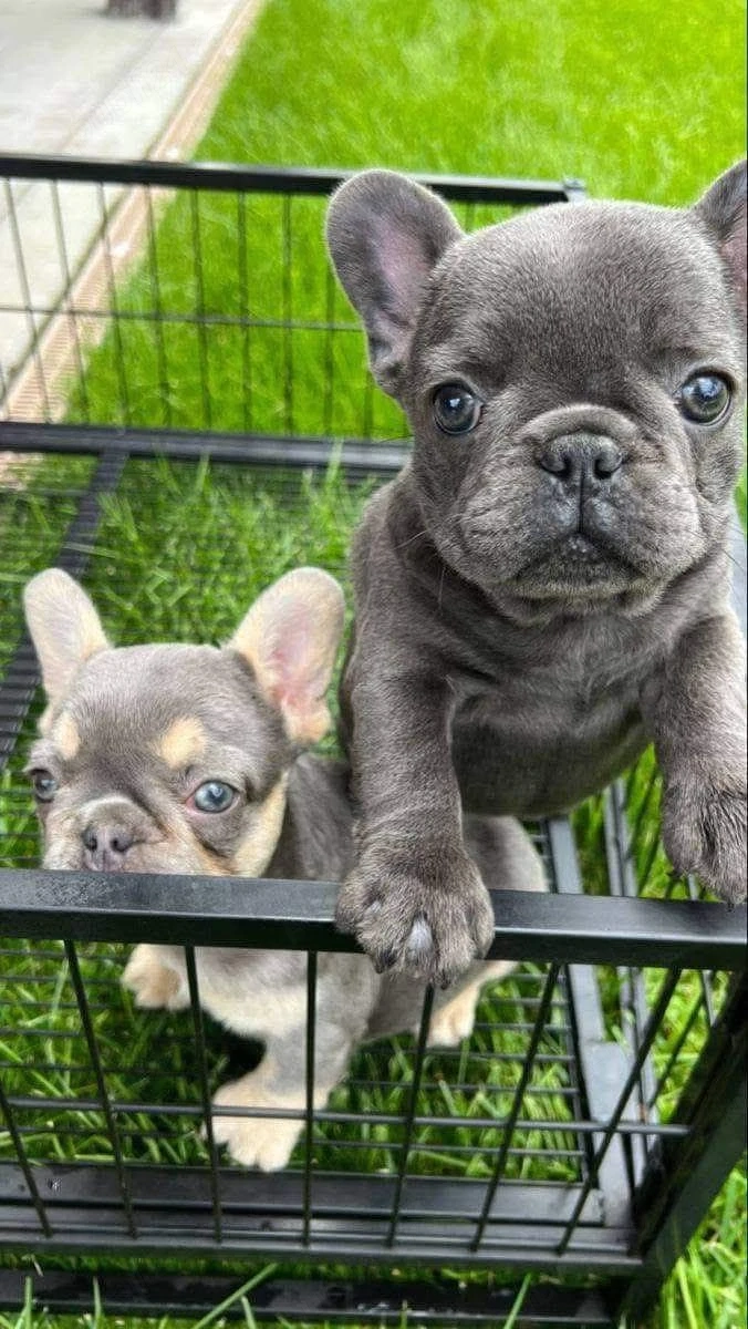 Bulldog francez buldog