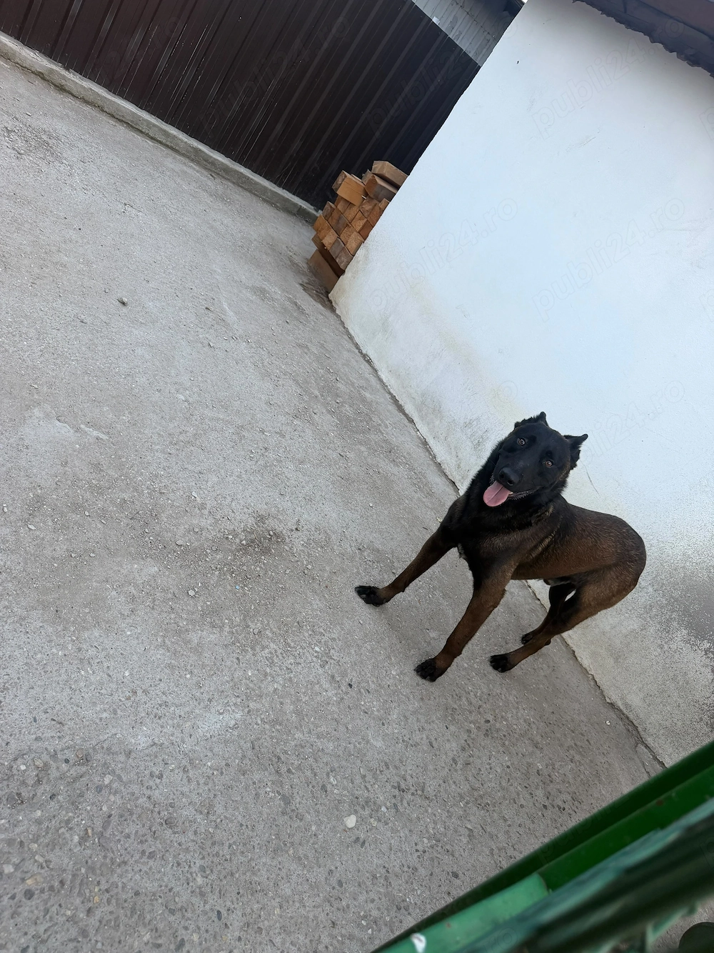 Ciobanesc belgian malinois 