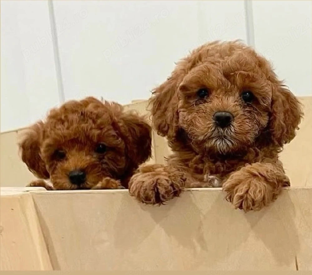 Maltipoo Băiat și Fetiță Red