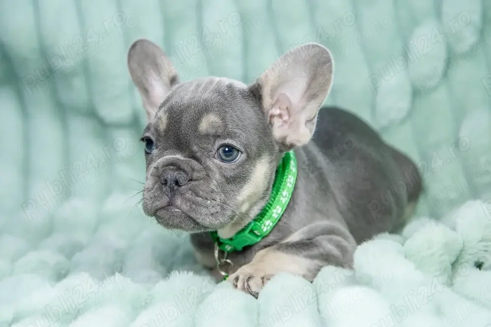 Bulldog francez buldog