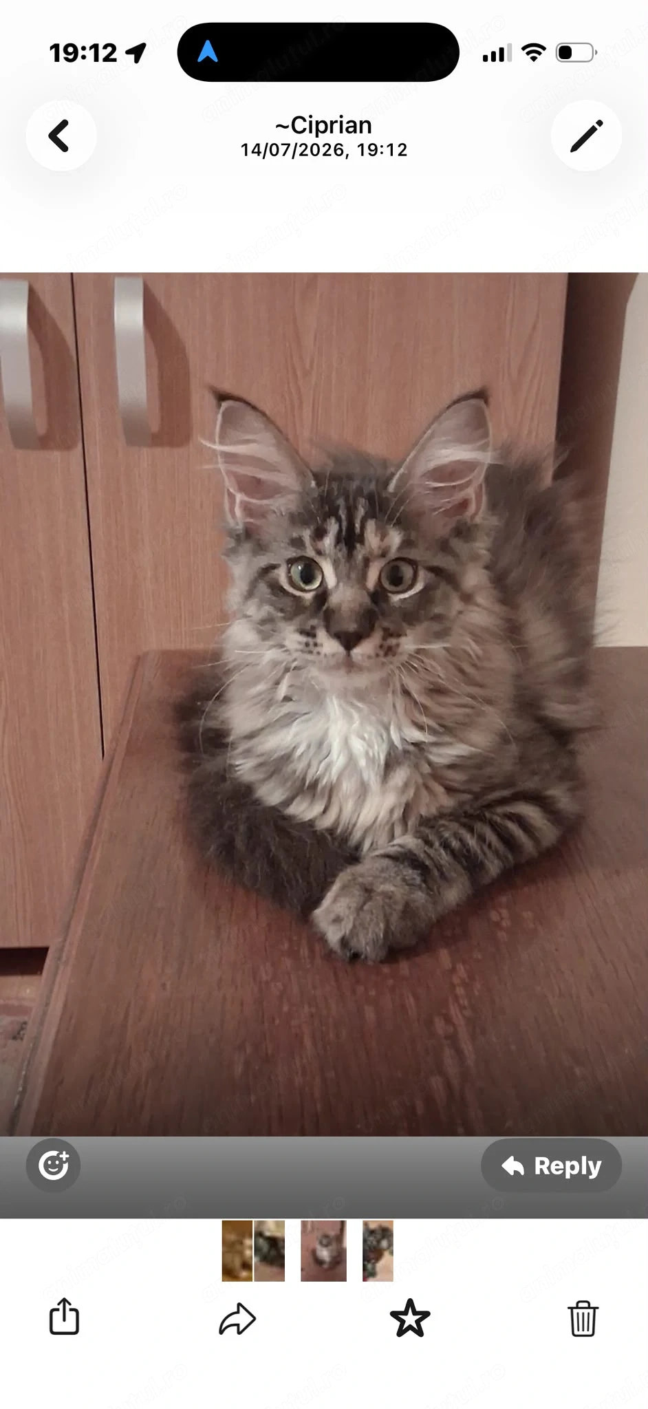2 fetițe Maine Coon își caută familii 