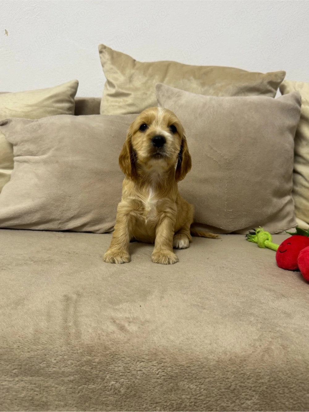 Fetita cocker spaniel