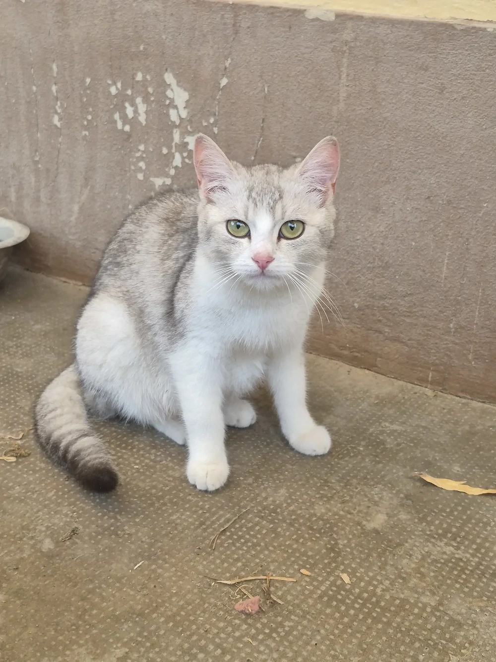 Metis British shorthair chinchilla fetita 