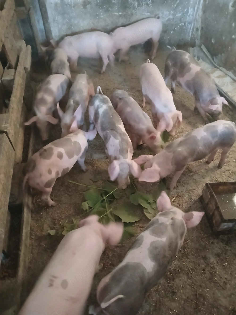 Purcei de vânzare 