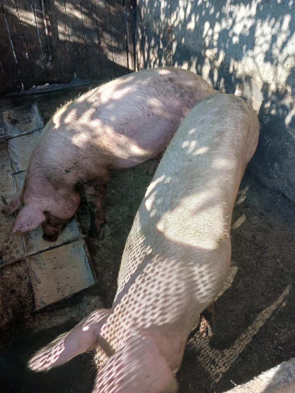 porci de vânzare 