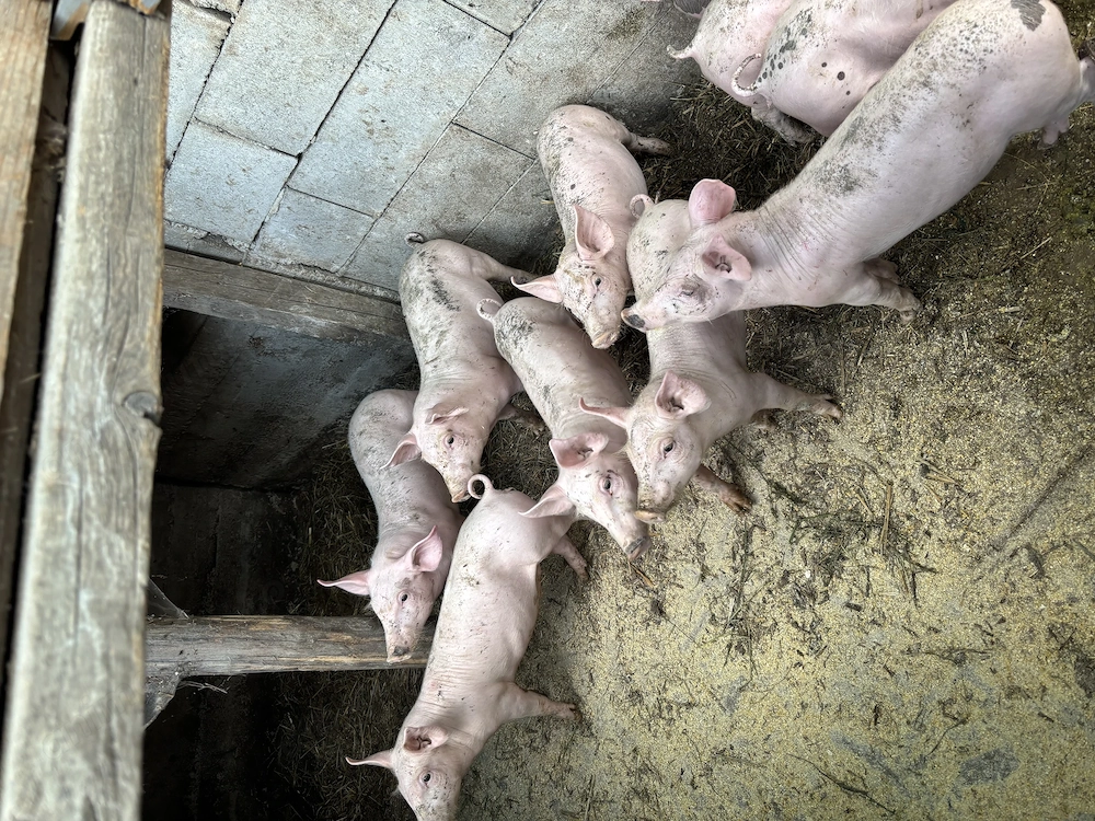 Purcei de 8 saptamani.Rasa de carne marele alb cu pietran
