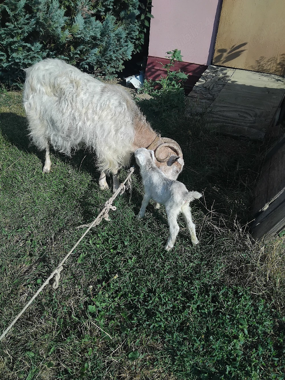 capra de vânzare 