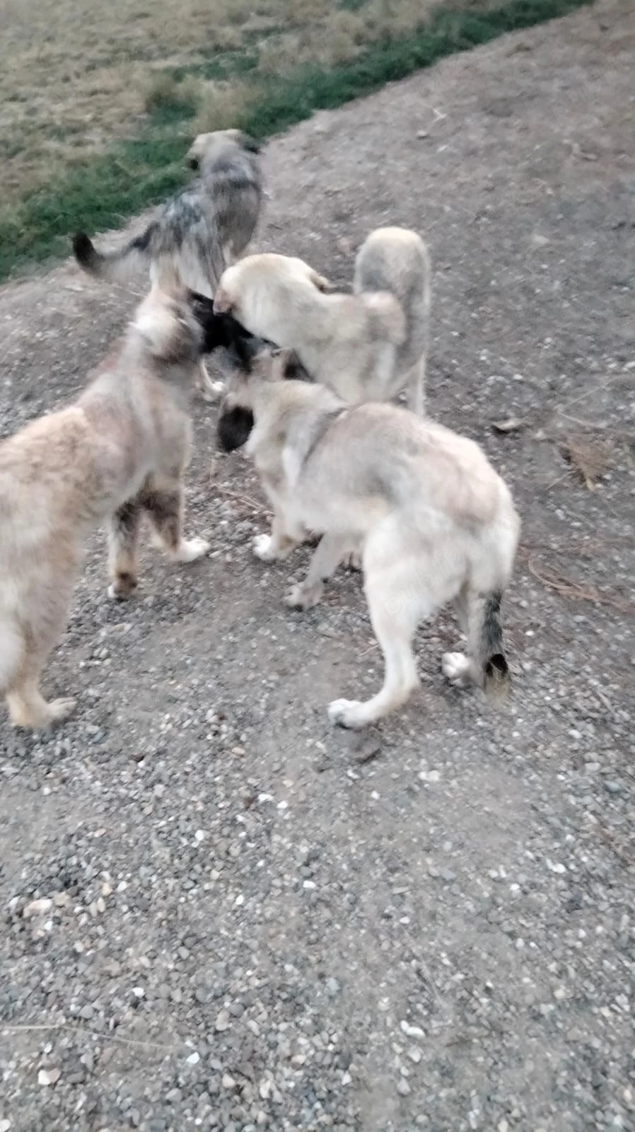 Vand doua femele Kangal de 5 luni
