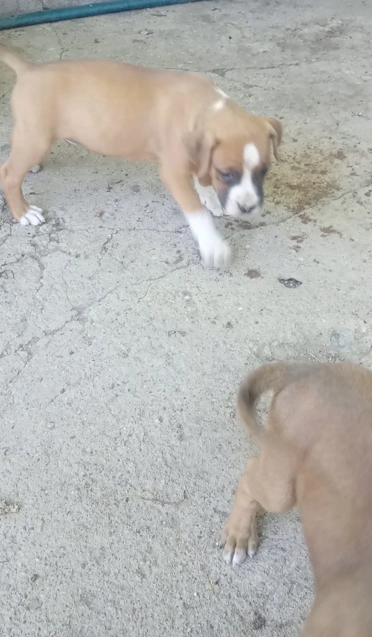 Catei Boxer