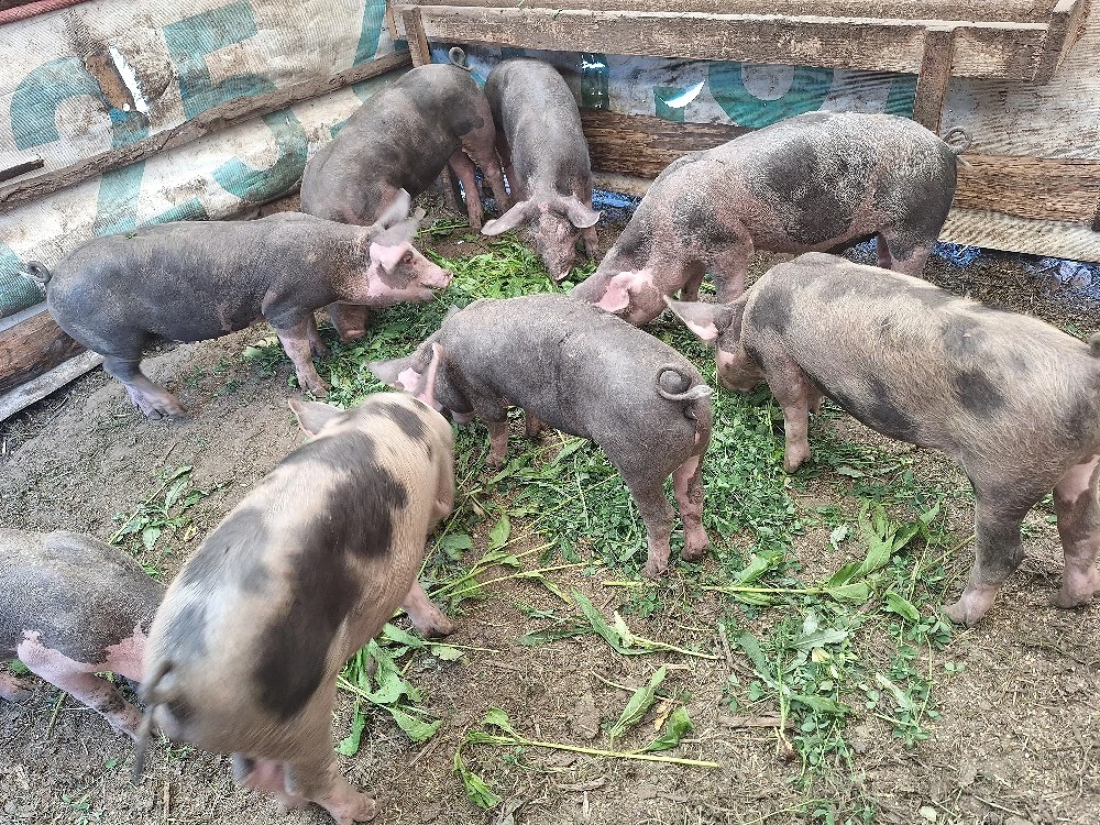 purcei de 12 săptămâni 