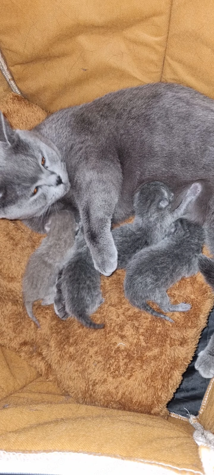 British Shorthair 
