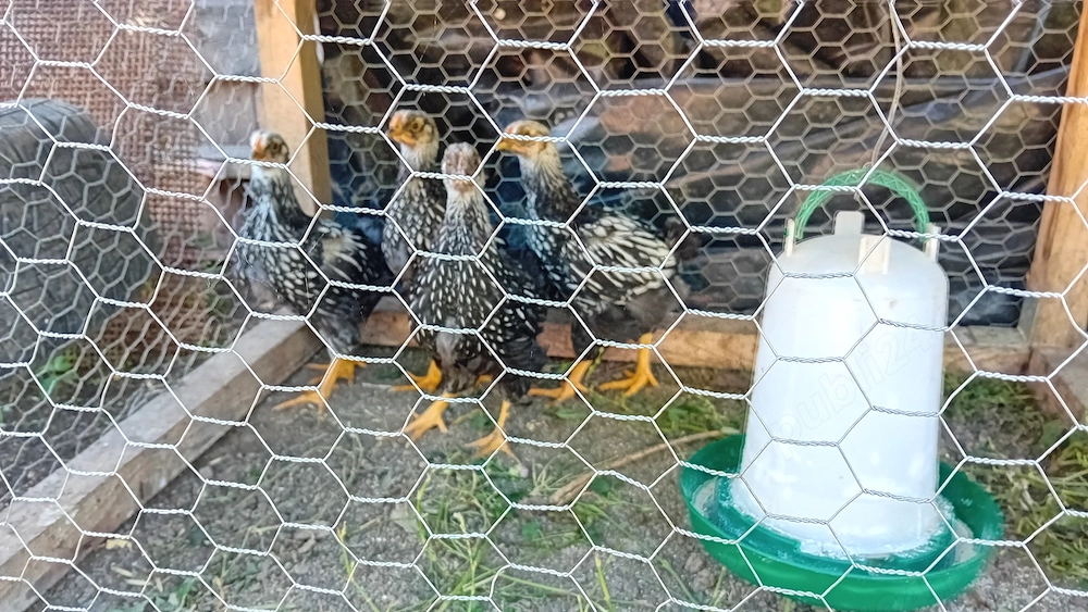 Cocoșei Wiandotte