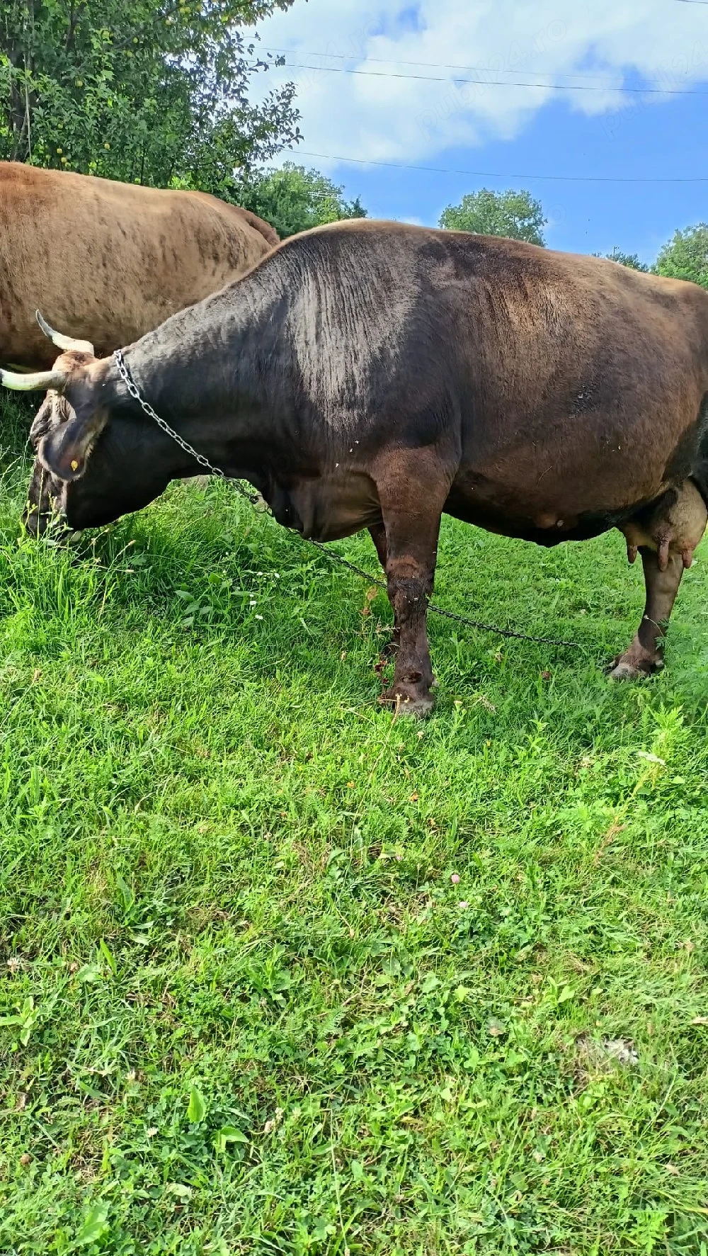 De vânzare vacă brună   rog seriozitate
