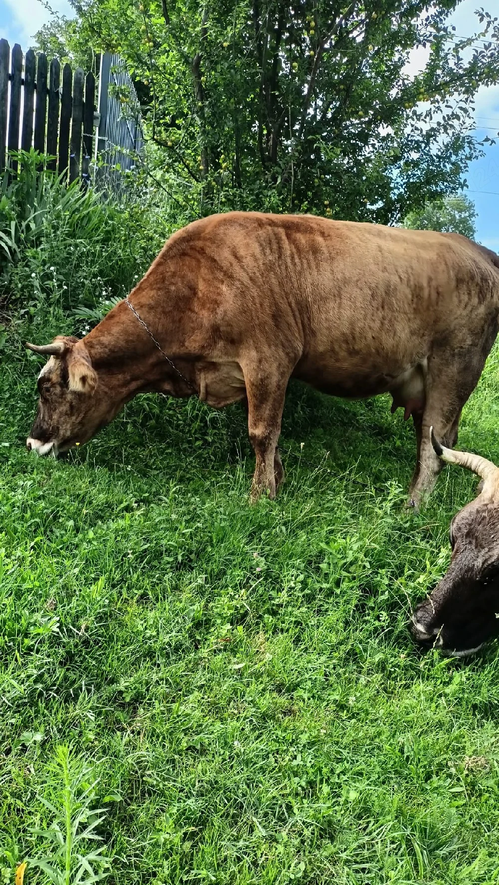 De vânzare vacă tânără   rog seriozitate!