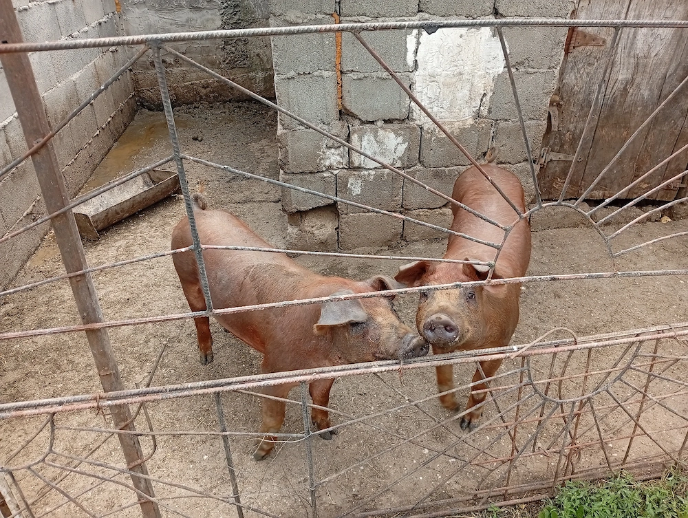 Purcei duroc de vânzare 