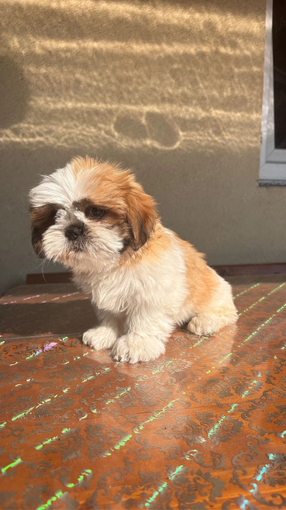 Căței shih tzu