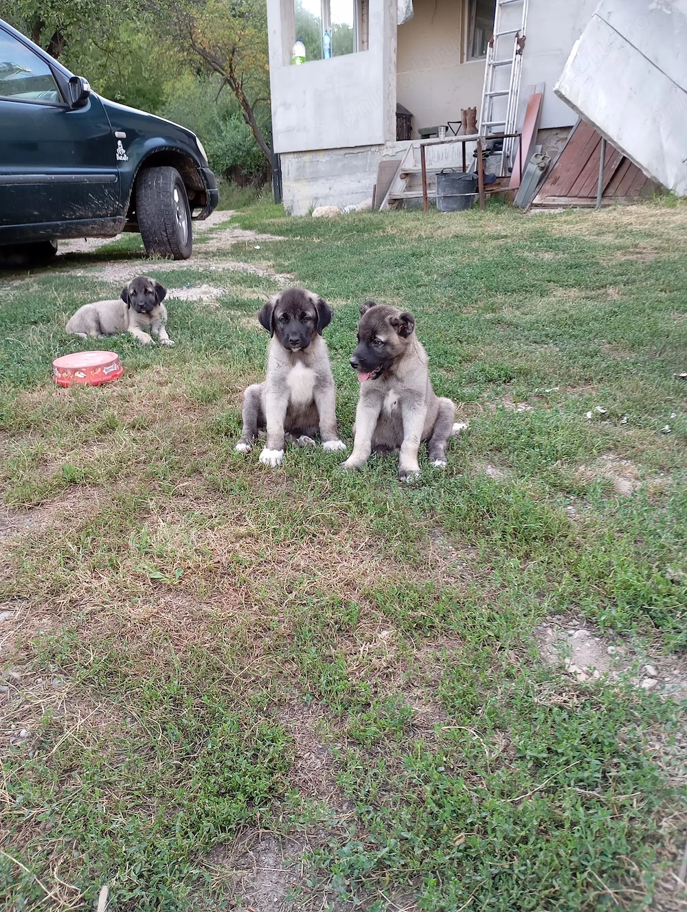 Kangal de vanzare